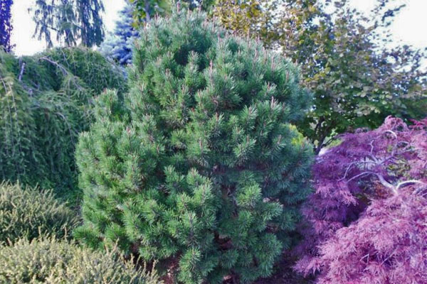 Willow Creek Lodgepole Pine